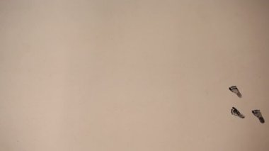 kahverengi zemin üzerine yürüyen küçük siyah ayak sesleri