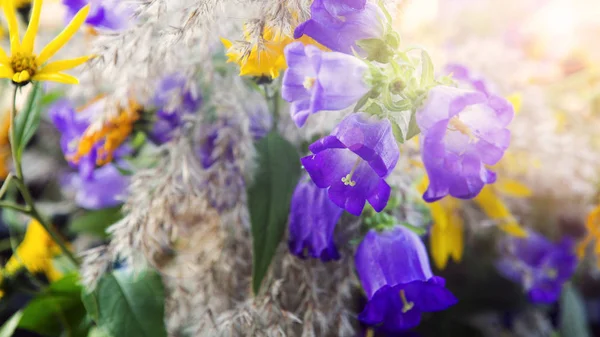 Крупный план красивых желтых и фиолетовых цветов — стоковое фото