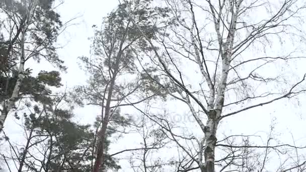 Primera nieve que cae sobre los árboles en un día ventoso. — Vídeos de Stock
