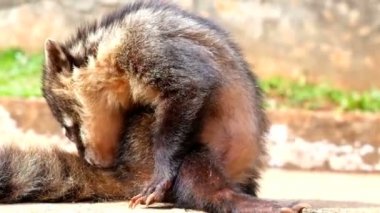 bir coati doğada closeup