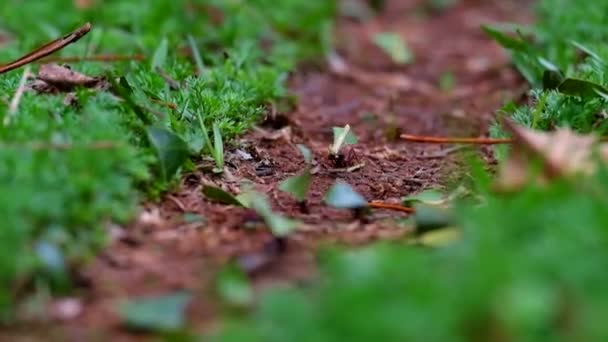 Primer plano de las hormigas cortadoras de hojas en la naturaleza — Vídeo de stock