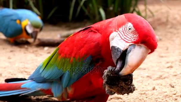 Två röda och blå papegojor äter i vildmarken — Stockvideo
