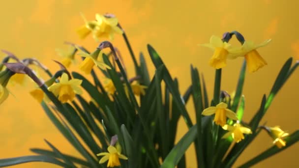 Narcisos amarillos giratorios sobre fondo amarillo — Vídeos de Stock