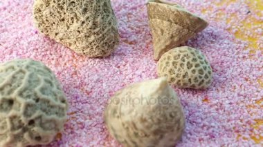 pembe tablo fosil deniz kabukları ile döner