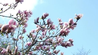 Mavi gökyüzü ile bir bahçe içinde güzel Manolya closeup