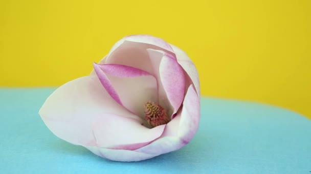 Närbild av vackra magnolia på roterande tallrik med gul bakgrund — Stockvideo