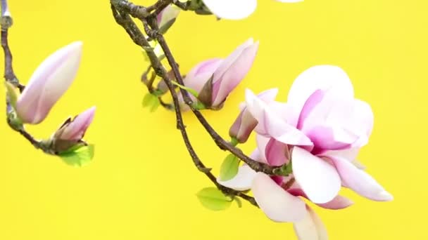 Primer plano de una hermosa magnolia con fondo amarillo — Vídeos de Stock