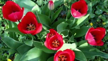 yukarıda kırmızı lale bahçesinde çekildi