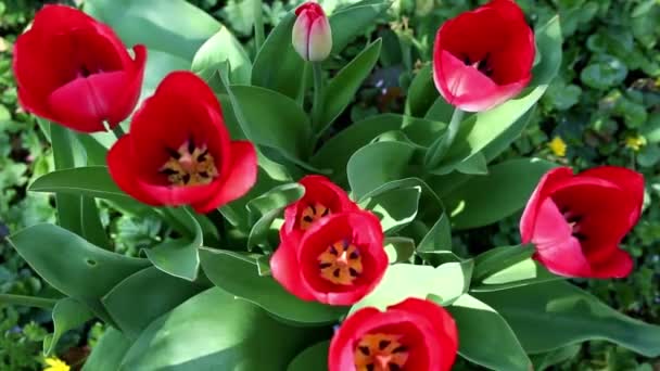 Red tulips in the garden filmed from above — Stock Video