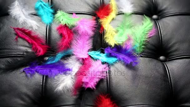 Penas coloridas no sofá de couro preto voar para longe — Vídeo de Stock
