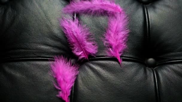粉红的羽毛，黑色皮革沙发被吹走 — 图库视频影像