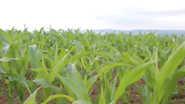 Nahaufnahme von jungen Maisfeldern im Frühling — Stockvideo
