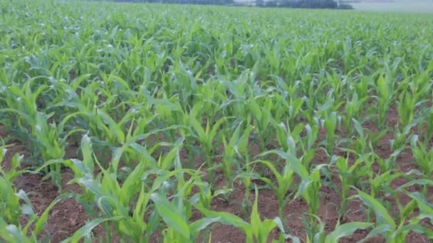 Closeup of young cornfield at springtime — Stock Video