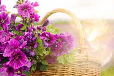 closeup of basket with purple mallow clipart