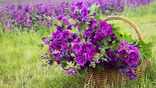 Кошик з фіолетовим диким молотком перед квітковим полем — стокове фото