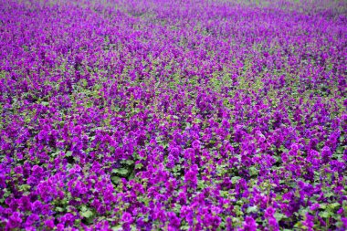 güzel vahşi mor ebegümeci alan