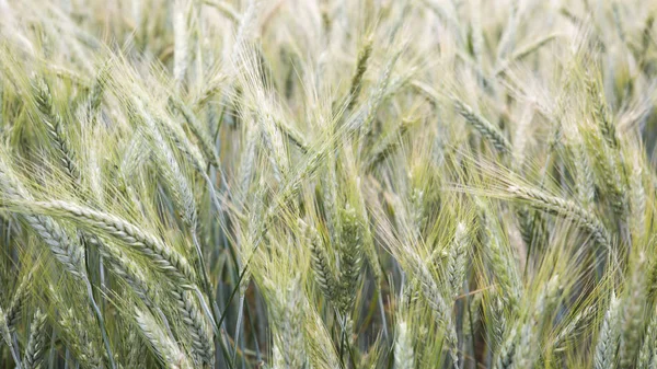 Closeup of cornfield in the wind — Stock Photo, Image
