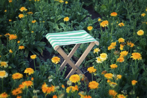 Dřevěná stolička v oblasti oranžové květy — Stock fotografie