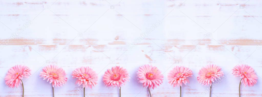 pink gerbera lined up in a row on a white vintage wooden backgro