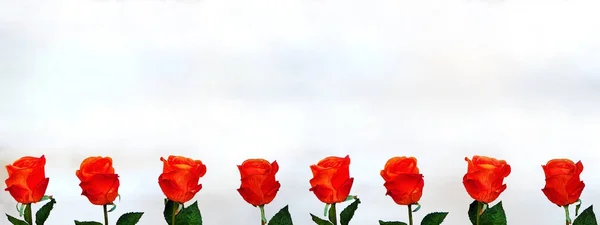 Rosas anaranjadas alineadas en fila sobre fondo blanco —  Fotos de Stock