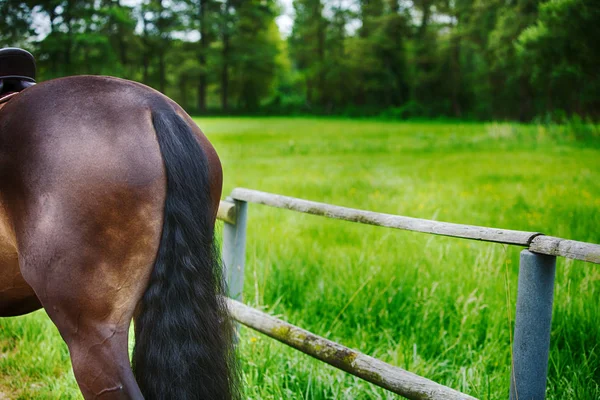 Horsetail outside on a green ranch — Stock Image Horsetail outside on a green ranch Royalty Free Stock Photos