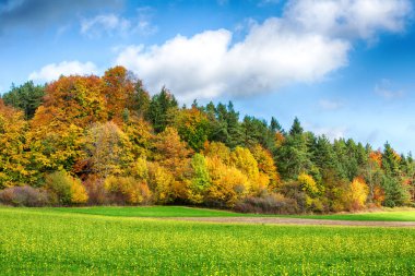 güzel renkli orman ve sonbaharda alan