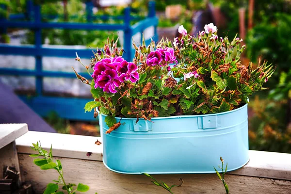 Rosa blommor i en blå kruka utomhus — Stockfoto