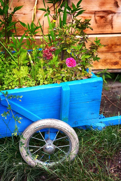 Flores en una carretilla de madera azul — Foto de Stock