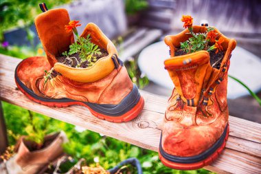 iki eski botlarla turuncu çiçekler