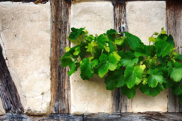 Green vine growing on an old wall — Stock Photo, Image