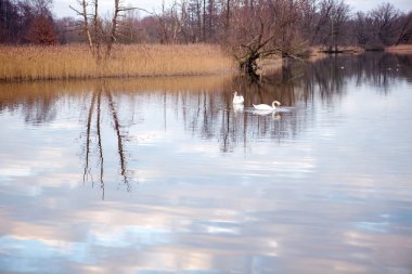 Kuğu ve reflaction su gökyüzünün gölet