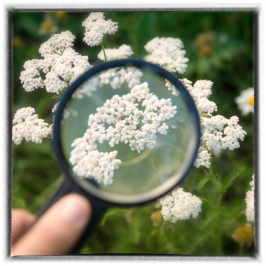 Büyüteç için beyaz civanperçemi tutan el 