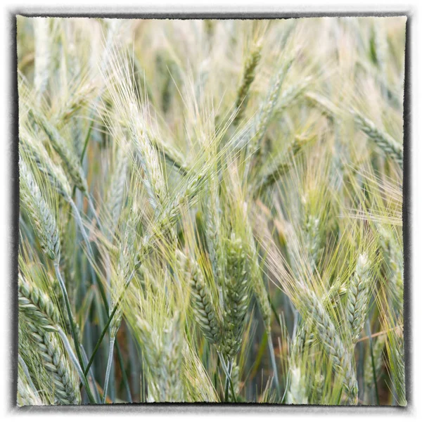 Closeup of cornfield in the wind — Stock Photo, Image