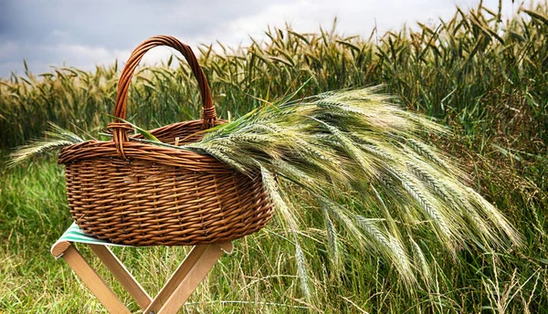 Basket with grain in front of cornfield — Stock Photo, Image