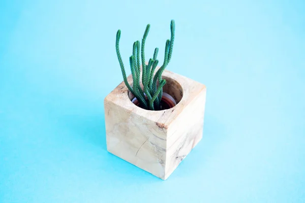 Kleine houten pot met cactus op blauwe achtergrond — Stockfoto