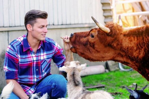 Handsome man feeding an ox on a farm — Stock Photo, Image