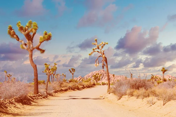 Desert Road Joshua Tree Park California — Stockfoto