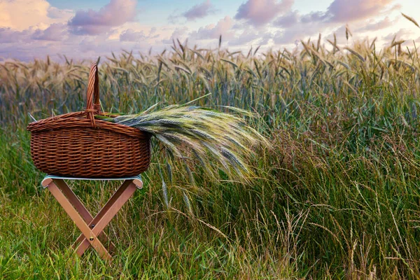 Καλάθι Σιτάρι Στα Κόπρανα Μπροστά Από Cornfield Και Συννεφιασμένο Ουρανό — Φωτογραφία Αρχείου