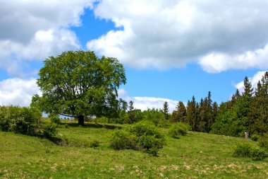 yeşil alanların panoramik görüntüsü ve mavi bulutlu gökyüzü ile ağaç 