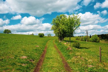 yeşil tarlaların, ağaçların ve küçük toprak yolun panoramik görüntüsü