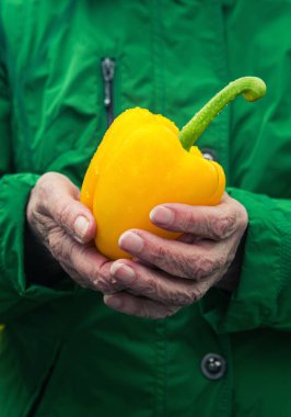 Sarı dolmalık biber tutan yaşlı kadınların yakın çekimi.