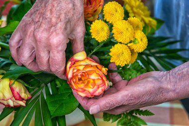 Bir buket çiçekten gül toplayan yaşlı kadınların yakın çekimi.