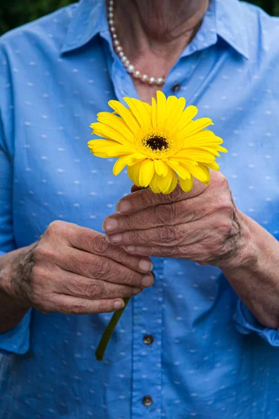 Nahaufnahme Von Älteren Frauen Die Eine Gelbe Blume Der Hand — Stockfoto