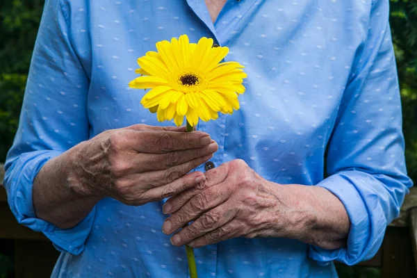 Primer Plano Las Mujeres Mayores Mano Sosteniendo Una Flor Amarilla —  Fotos de Stock