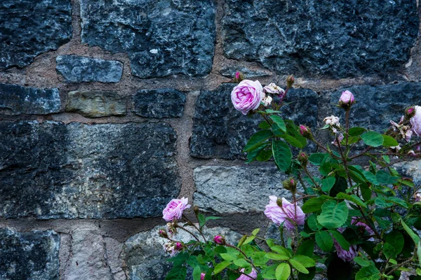 Bush Pink Roses Front Old Stone Wall — Stock Photo, Image