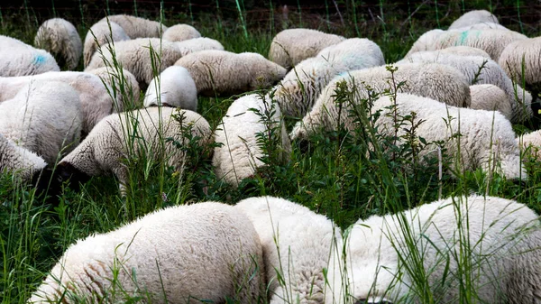 Flock Sheep Green Overgrown Field — Stock Photo, Image