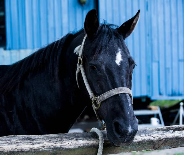 Portret Van Een Prachtig Zwart Paard Buiten — Stockfoto
