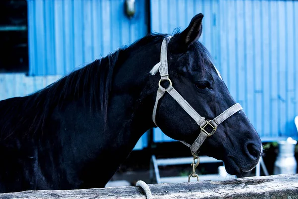 Portræt Smuk Sort Hest Udendørs - Stock-foto