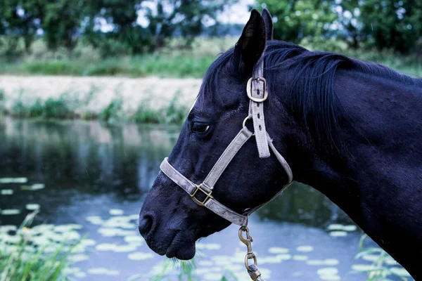 Portræt Smuk Sort Hest Udendørs Ved Flod - Stock-foto