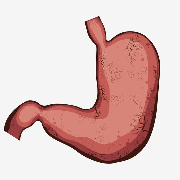 Stomach Image vector — Stock Vector